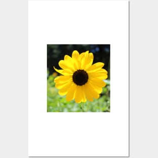 Carolina Sunflower Posters and Art